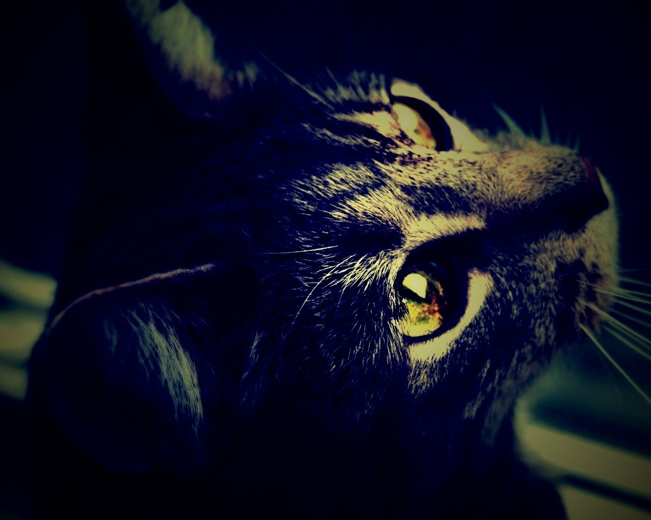 Кот с желтыми глазами обои