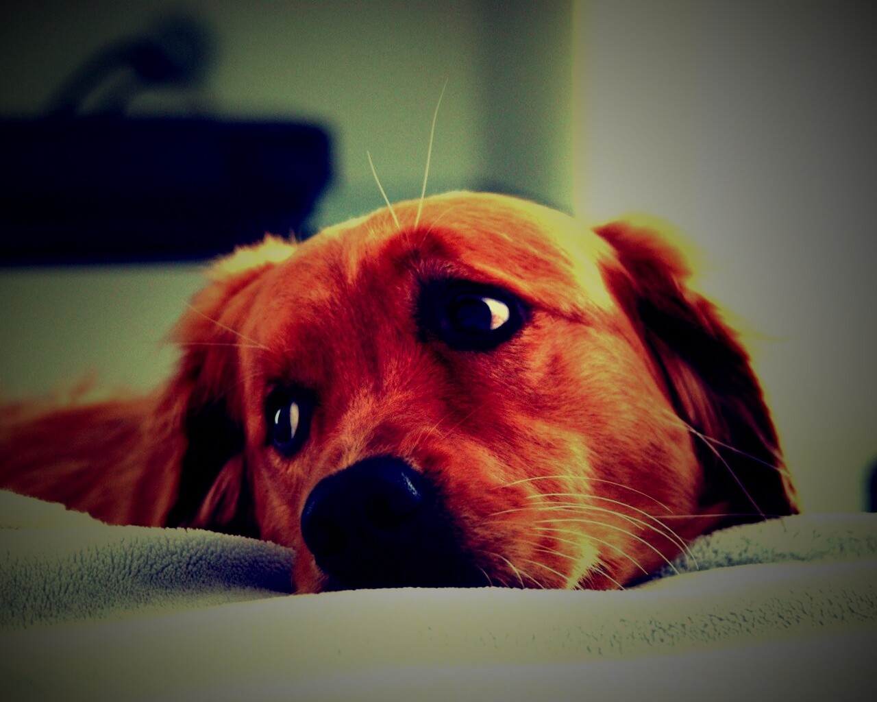 Лабрадор-ретривер обои