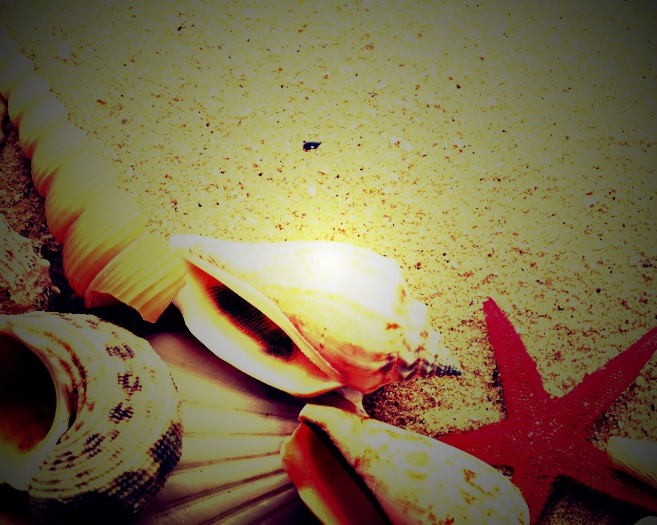 Морские раковины и звезды обои