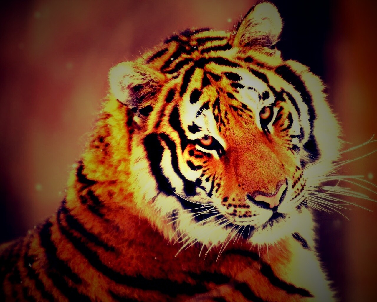 Тигр оборачивается обои