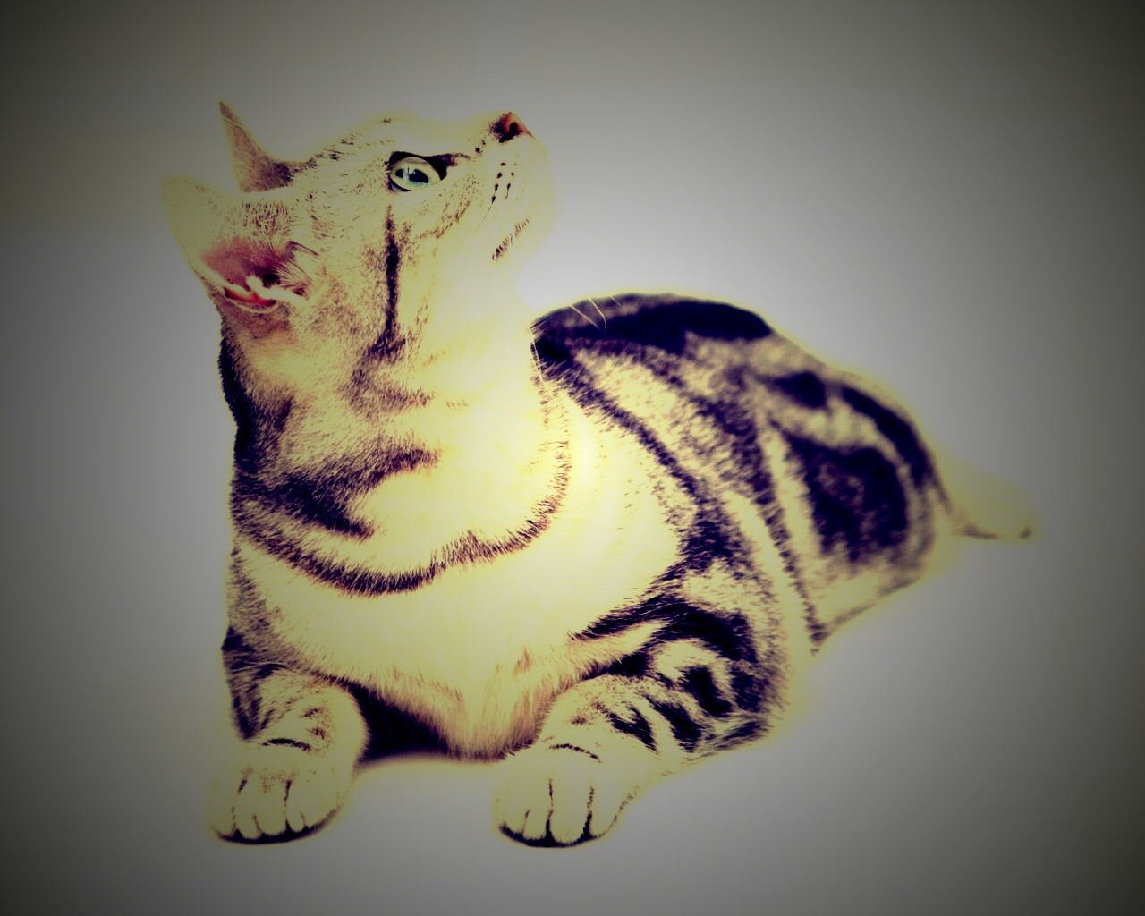 Котэ смотрит наверх обои