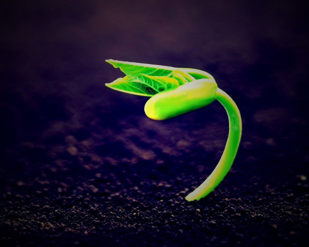 Макро фото зелёного росточка обои