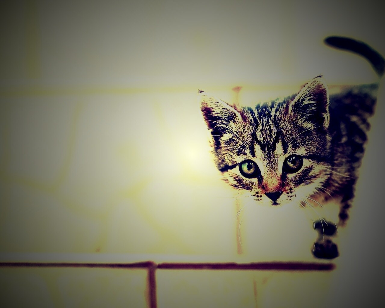 Коётнок выглядвает обои