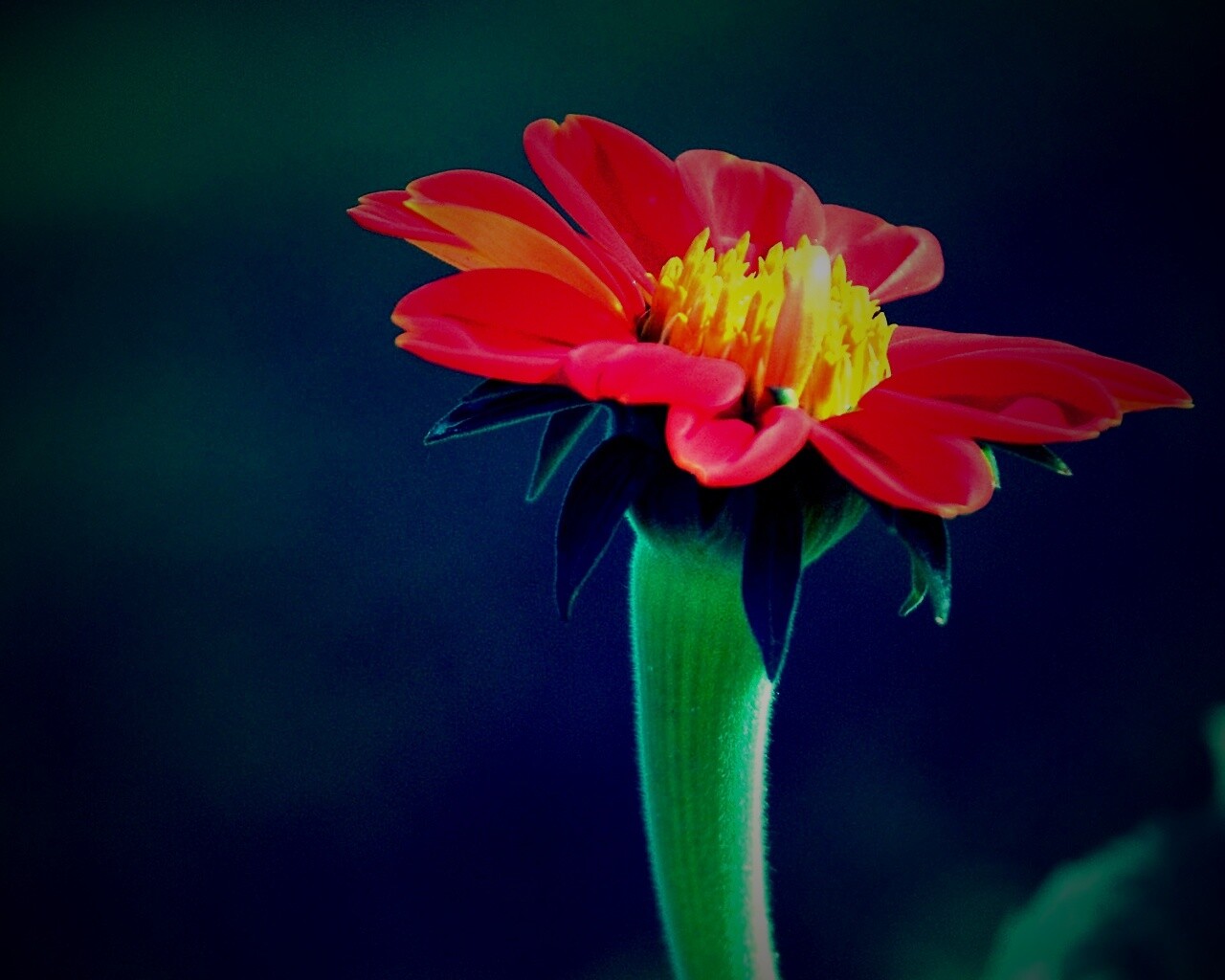 Красивый красный цветок обои