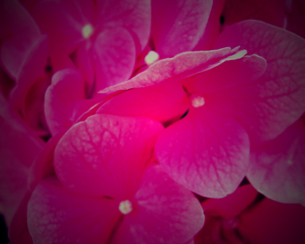 Фиолетовые нежные цветы обои