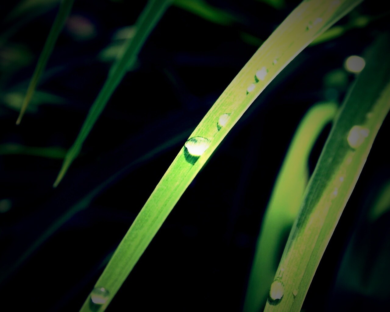 Капли росы на траве обои