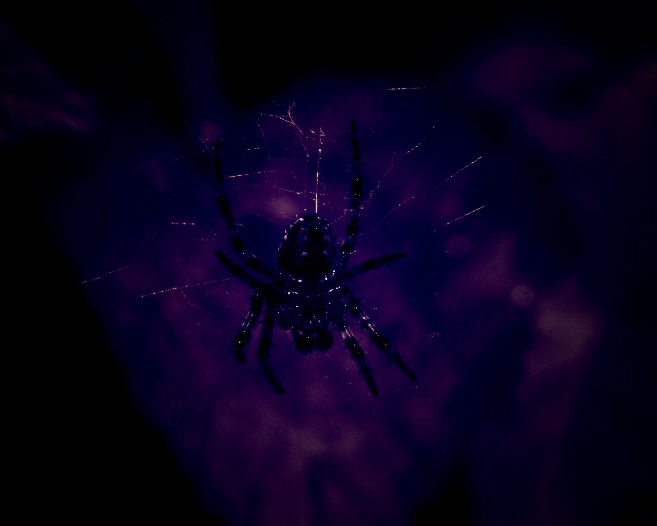 Паук на паутине обои