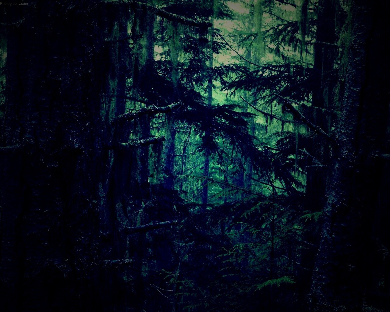 Дремучий лес обои