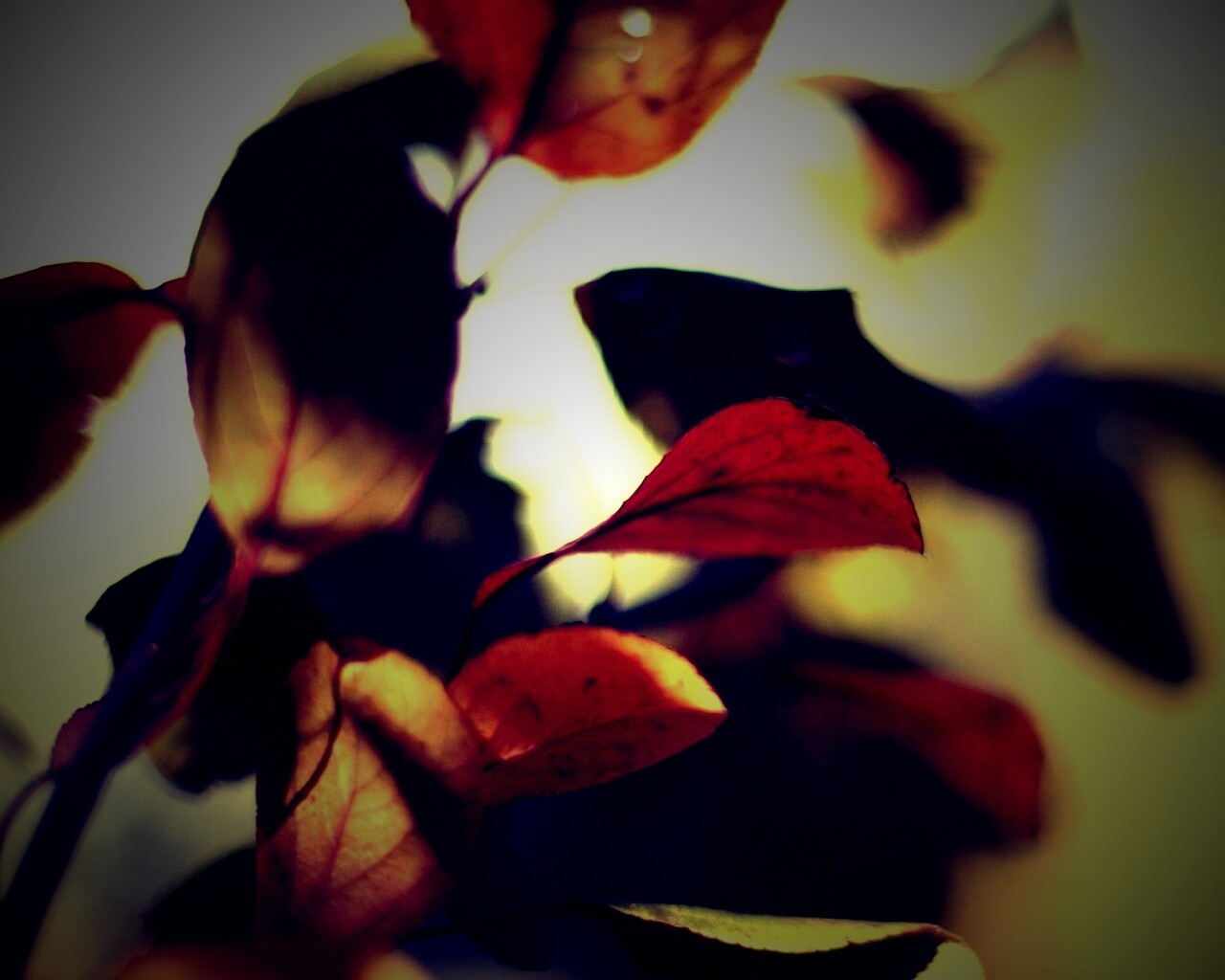 Увядающие листья обои