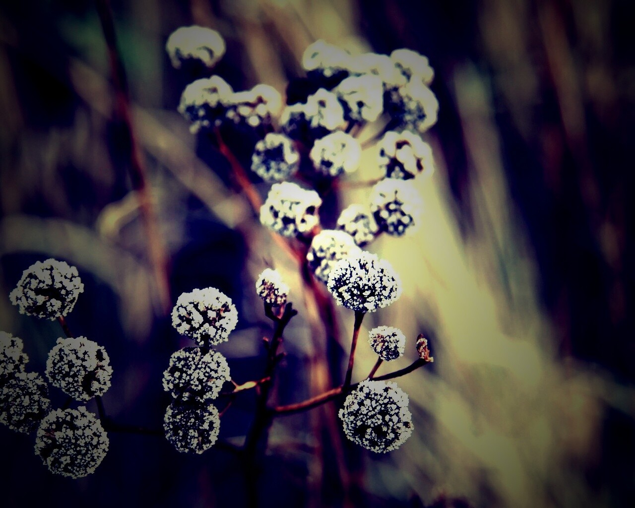 Ледяные цветы обои