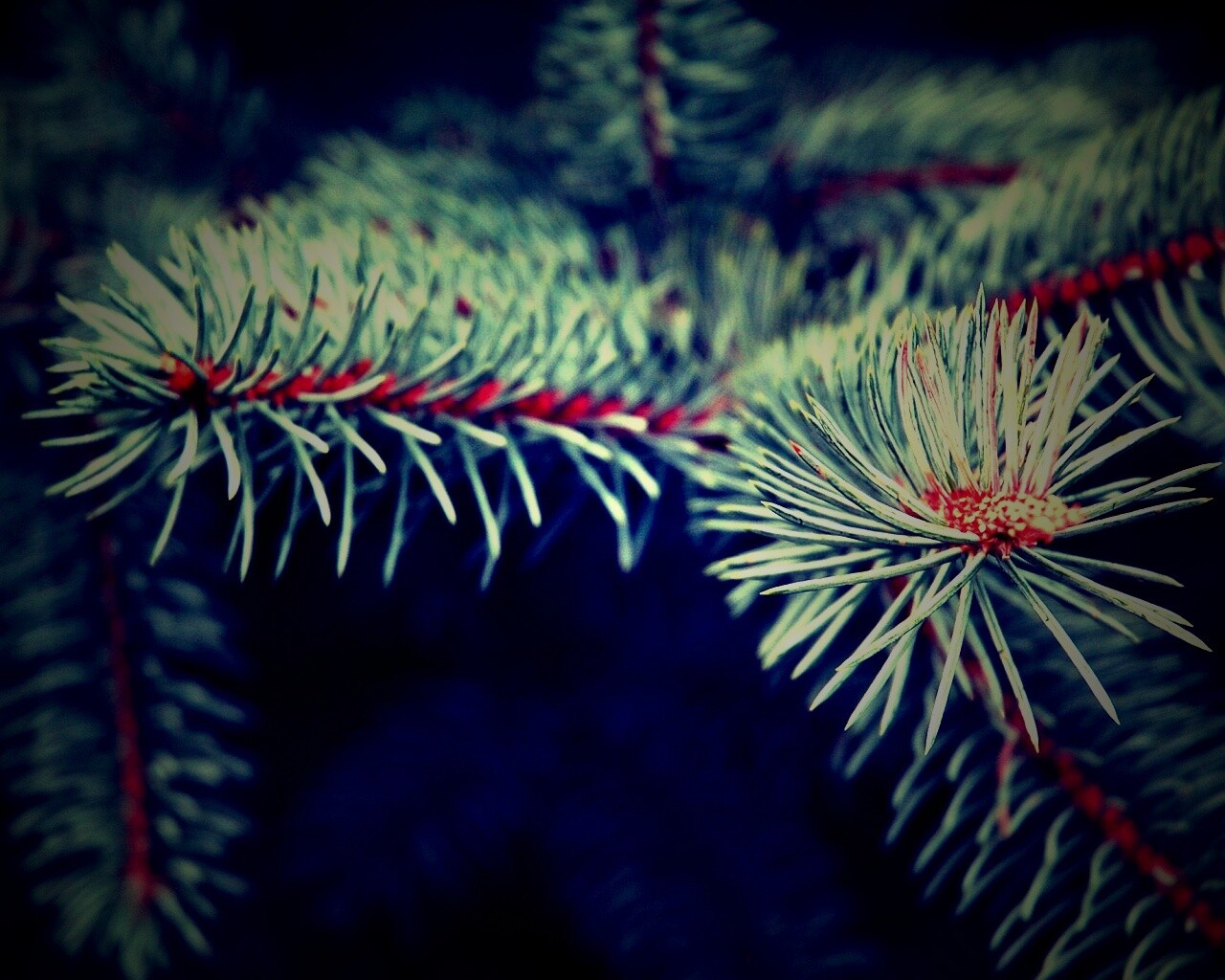 Ветки голубой ели обои