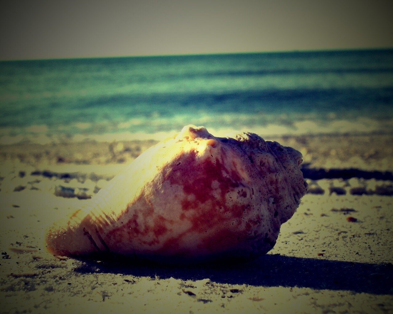 Морская раковина на пляже обои