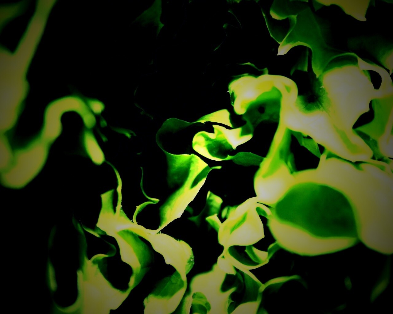 Зеленая листва обои