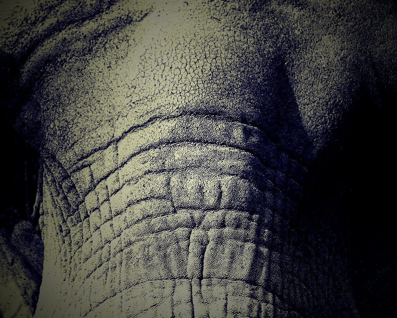 Слонячие глаза обои