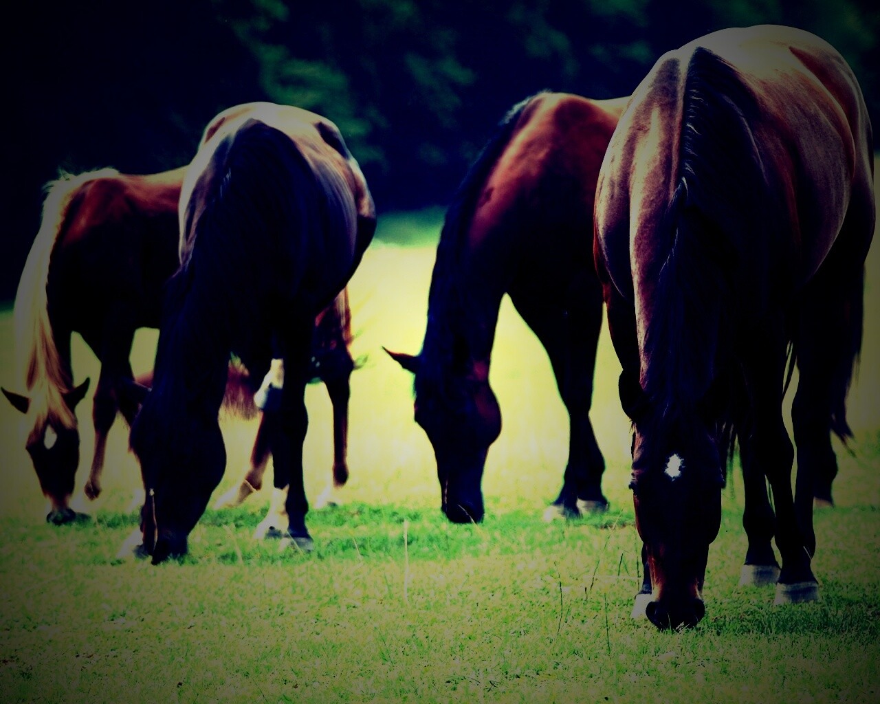 Время пощипать травку обои