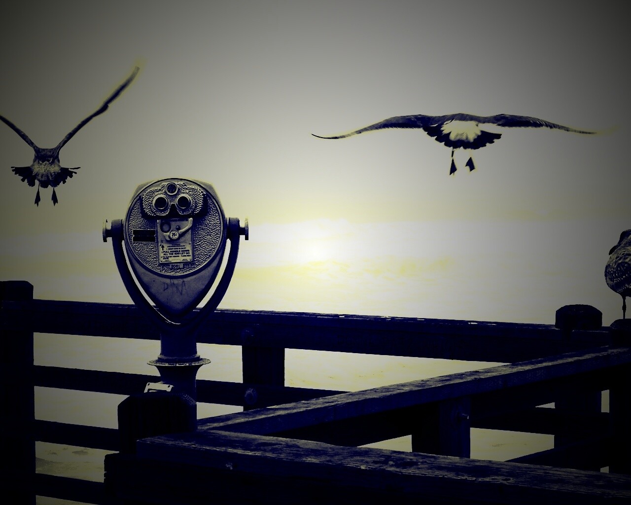 Чайки на перилах пирса обои