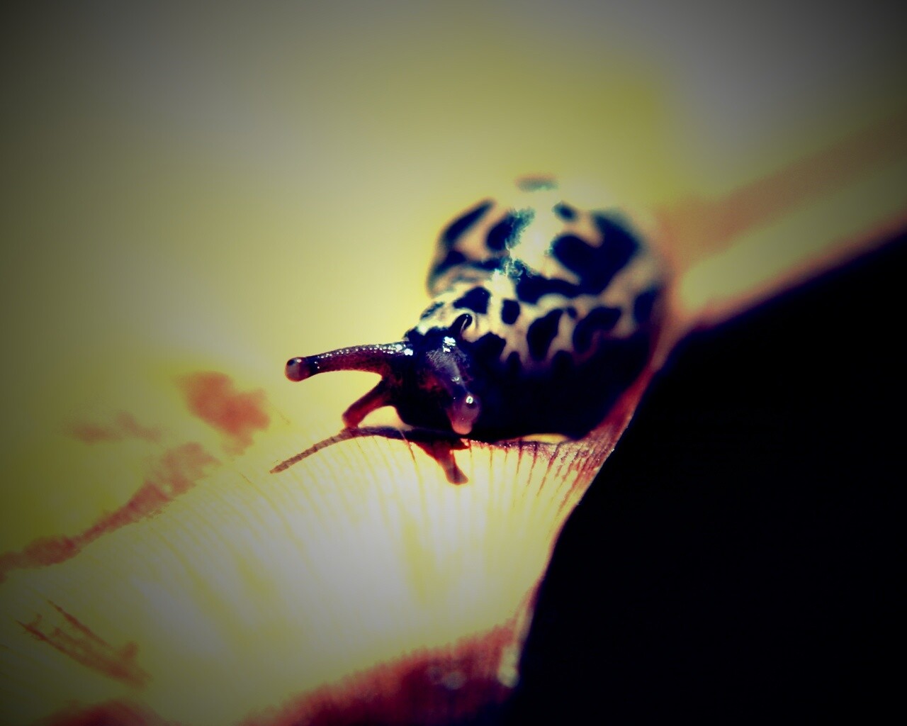 Ползущая улитка обои