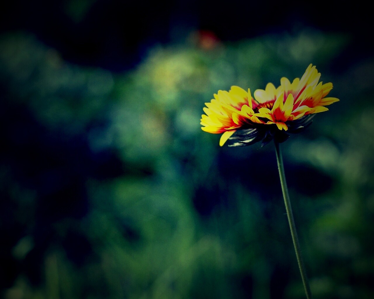 Одинокий подсолнух обои