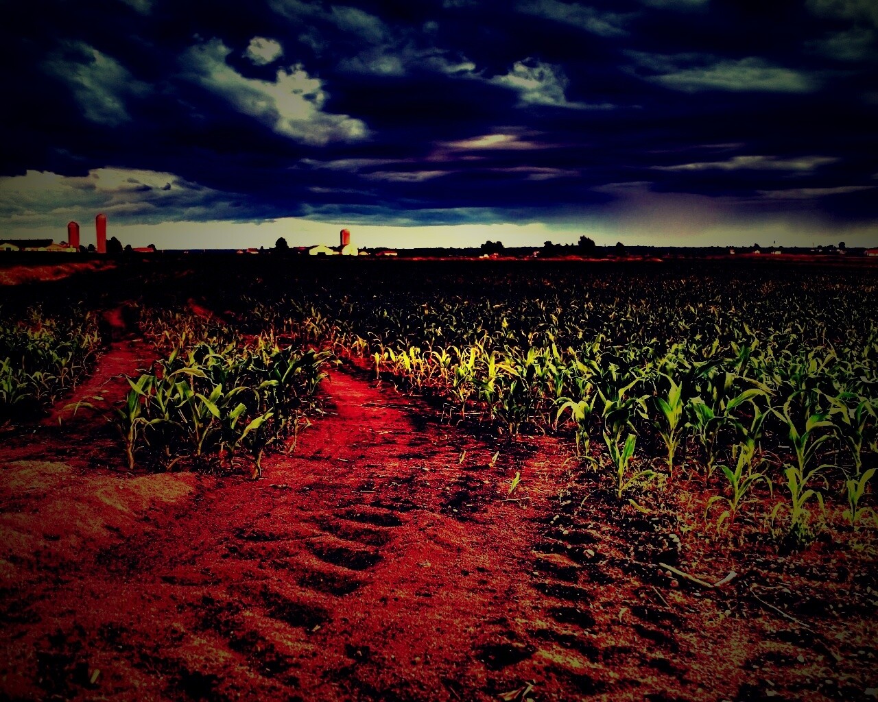 Кукурузное поле у фермы обои