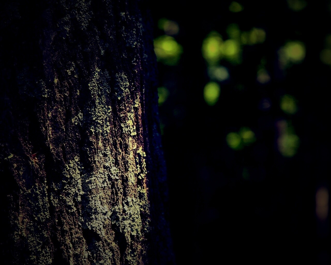 Ствол дерева обои