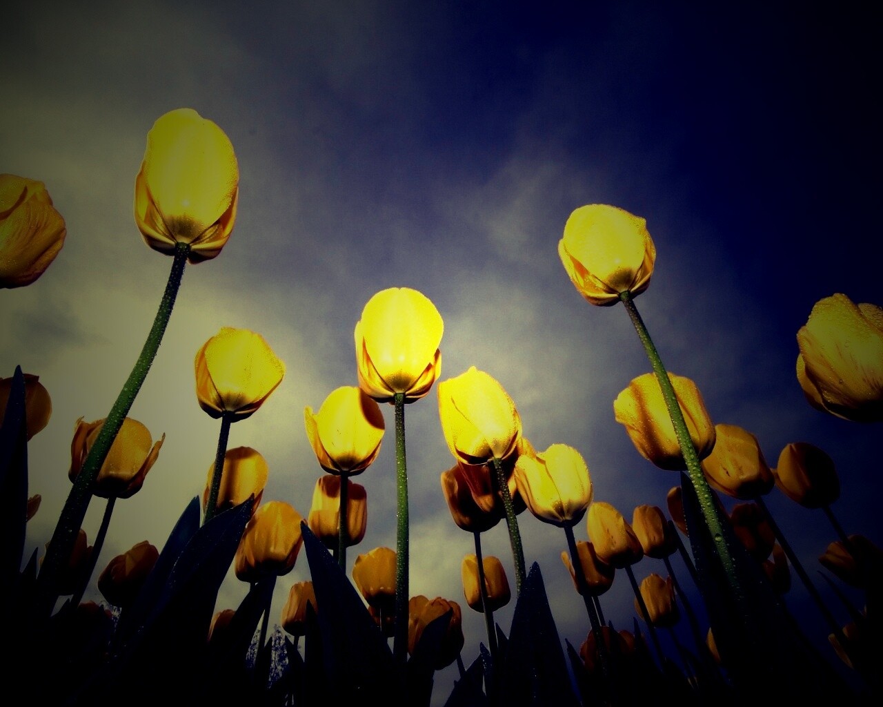 Жёлтые тюльпаны обои