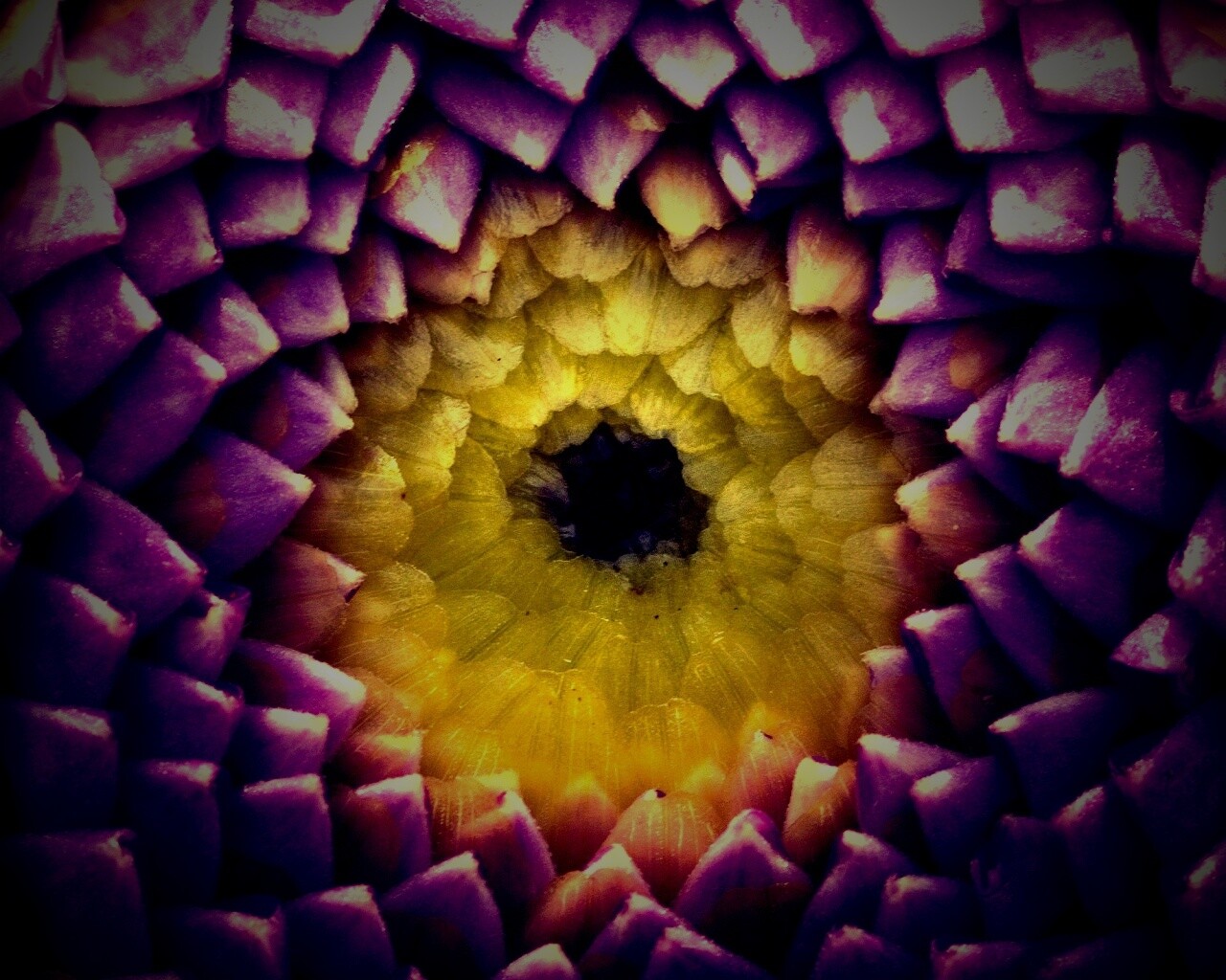 Сердцевина цветка обои