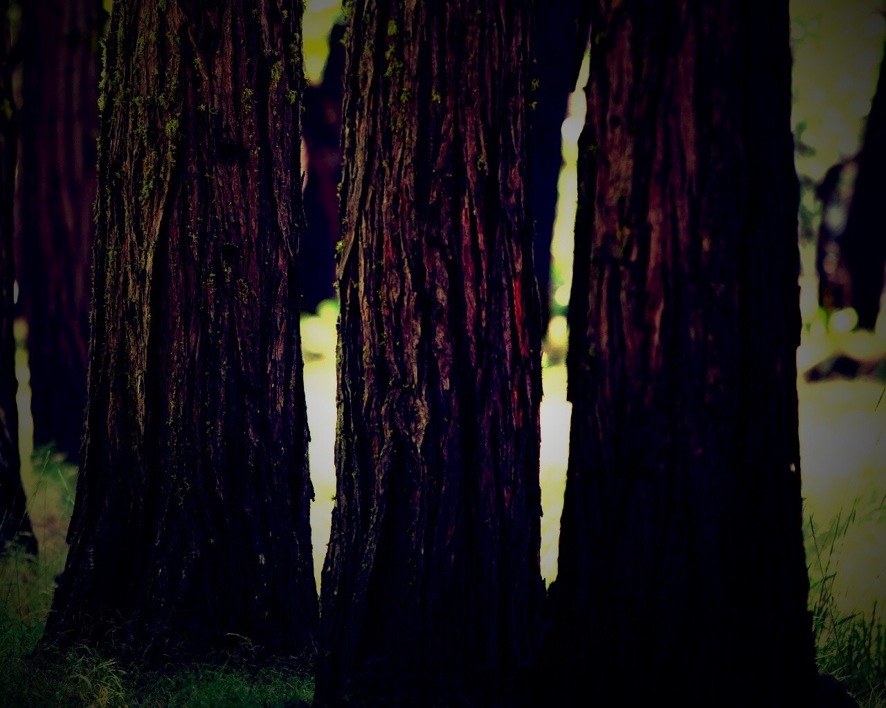 Стволы деревьев  обои