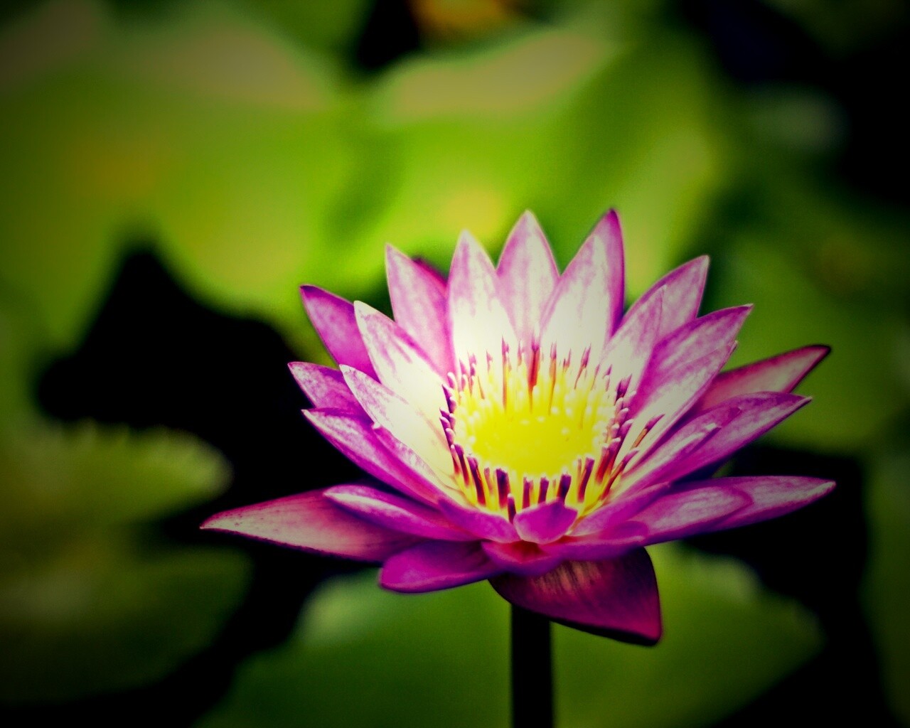 Фиолетовый цветок обои