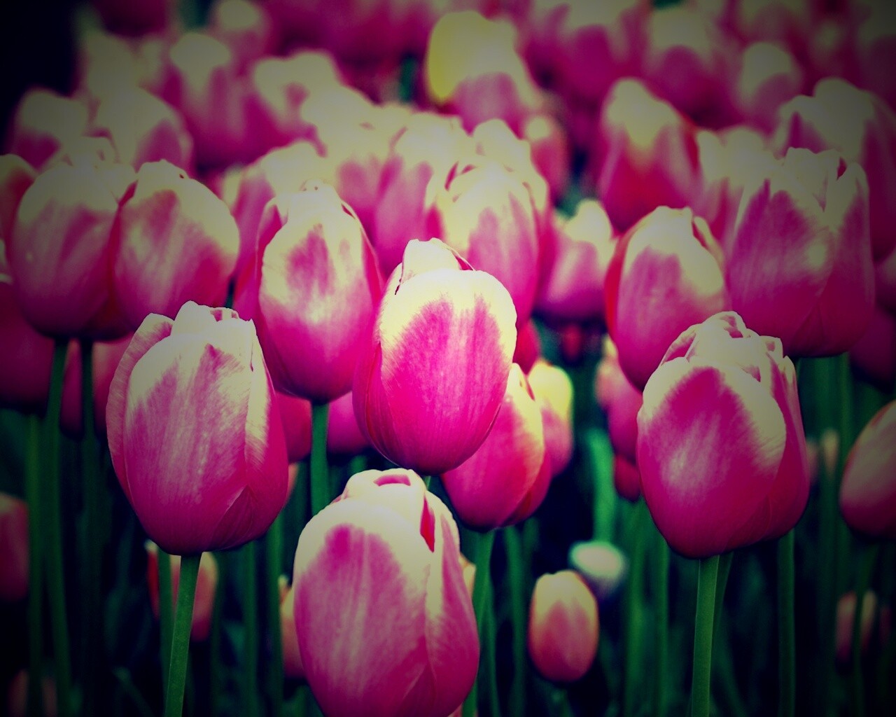 Море розовых тюльпанов обои