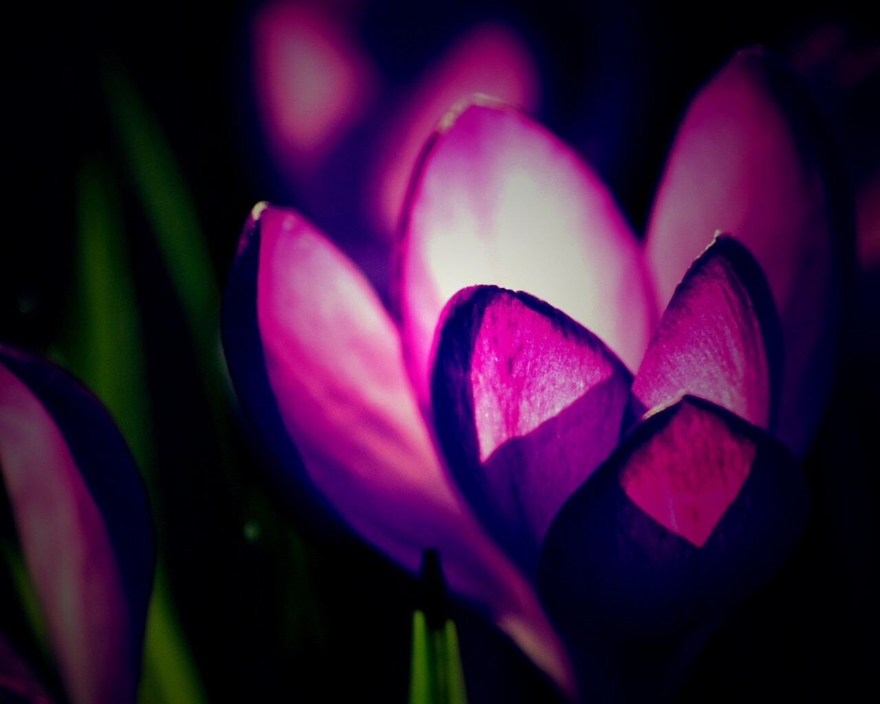Фиолетовый крокус обои