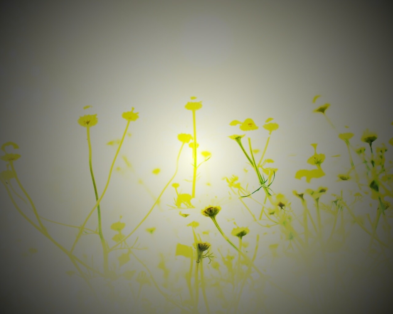 Цветочное лето обои