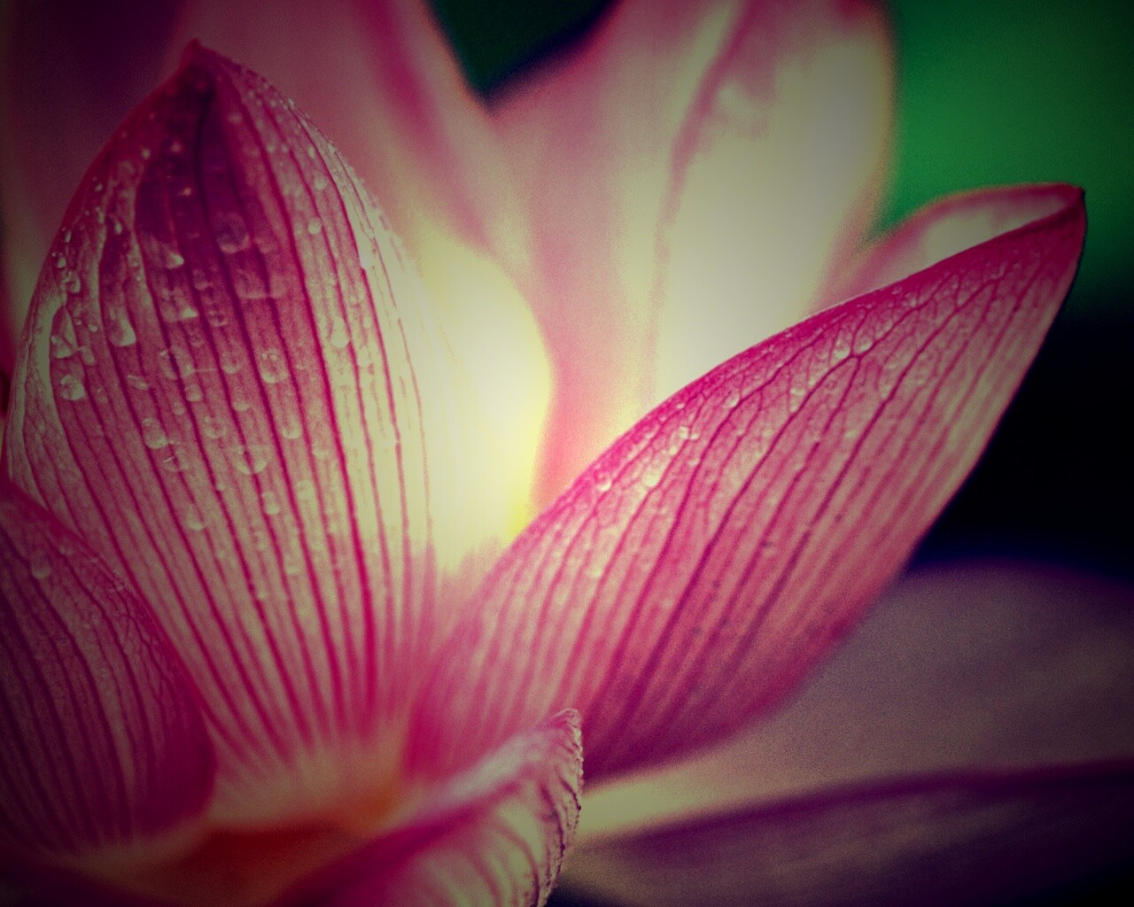 Лепестки цветов обои