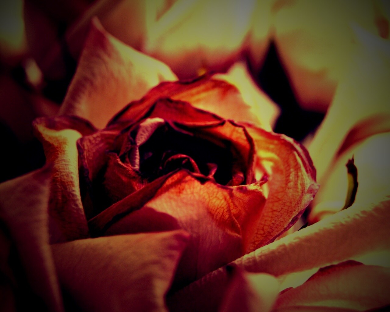 Увядающая роза обои