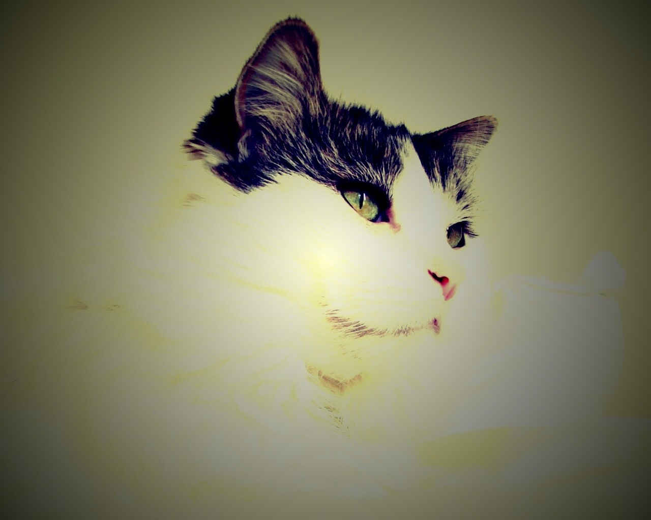 Белый кот с серой макушкой обои