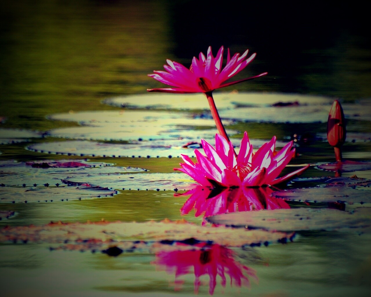 Цветущие кувшинки обои