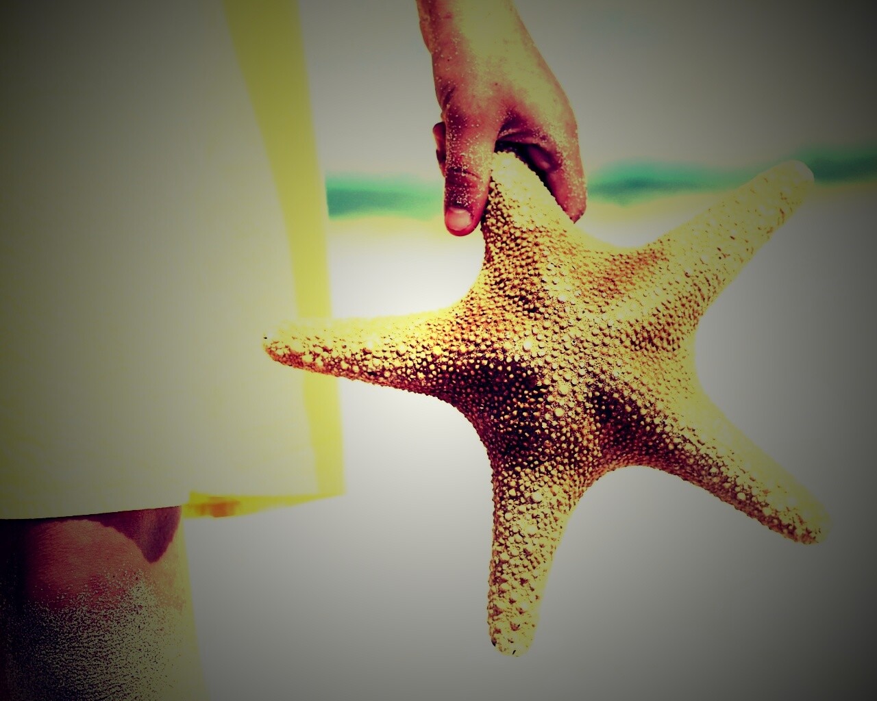 Морская звезда в руке обои