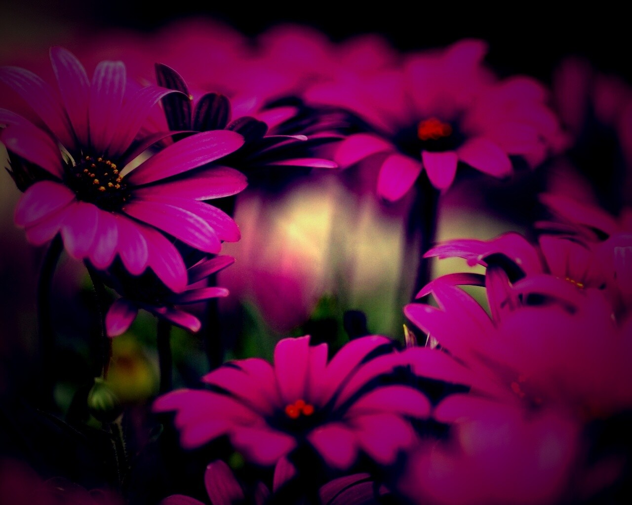 Яркие фиолетовые цветы обои
