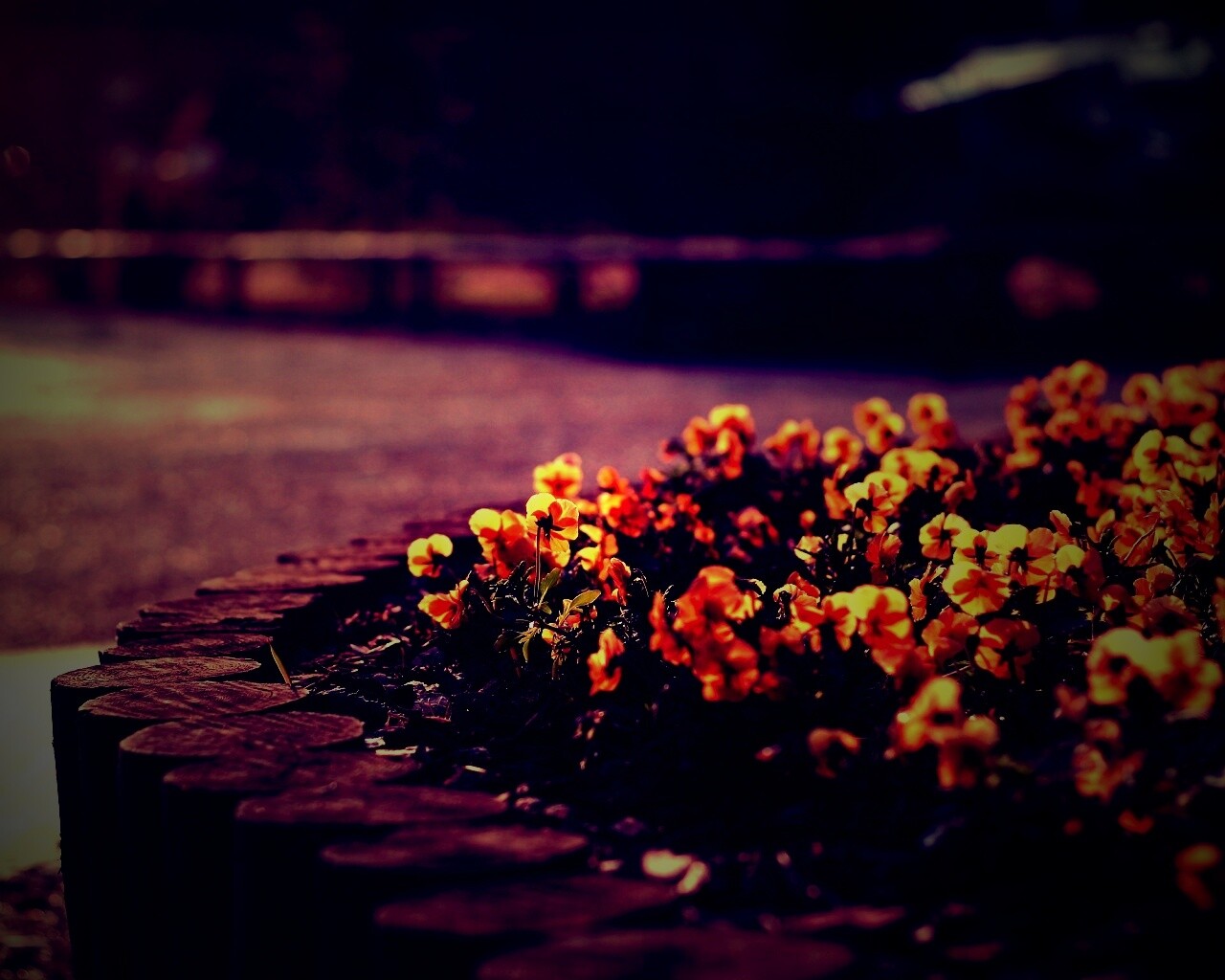 Красивая цветочная клумба обои