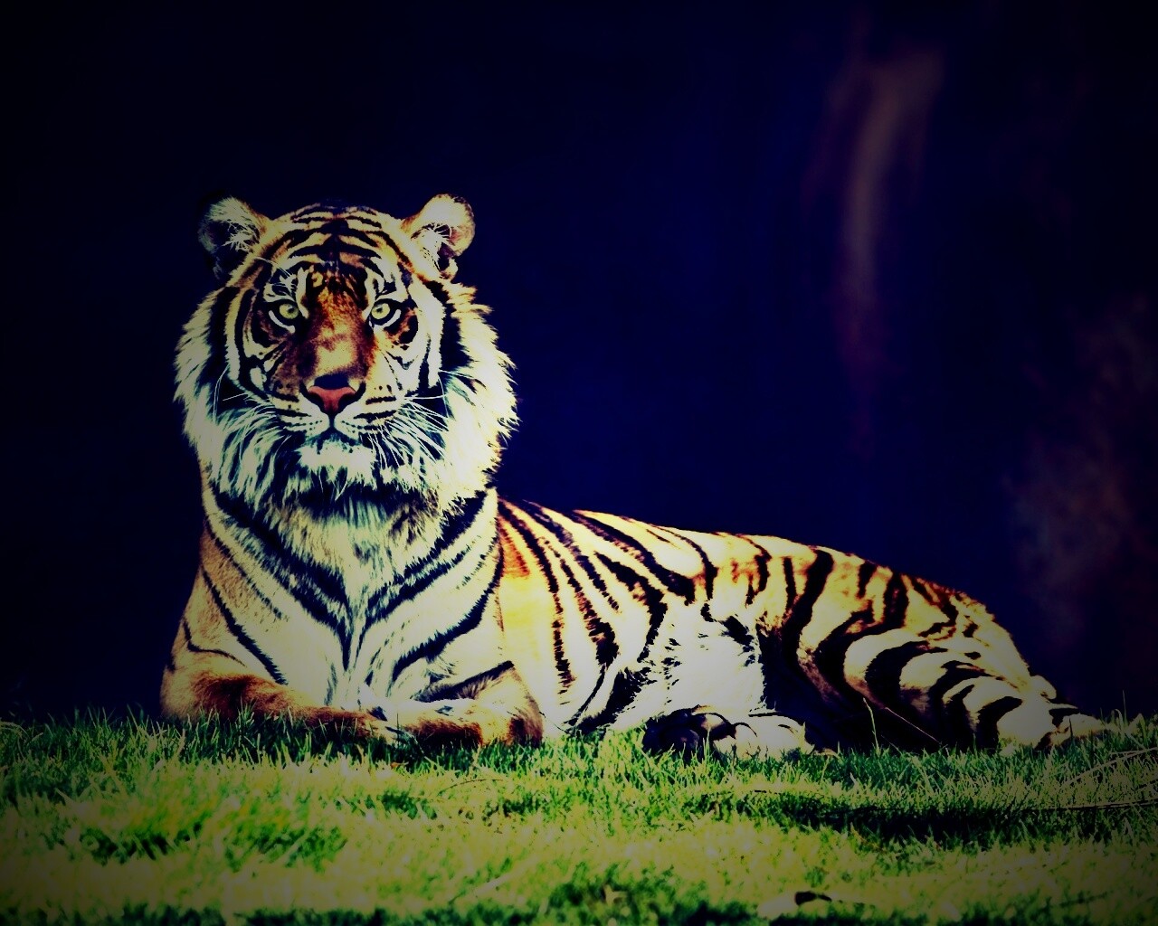 Величественный тигр обои