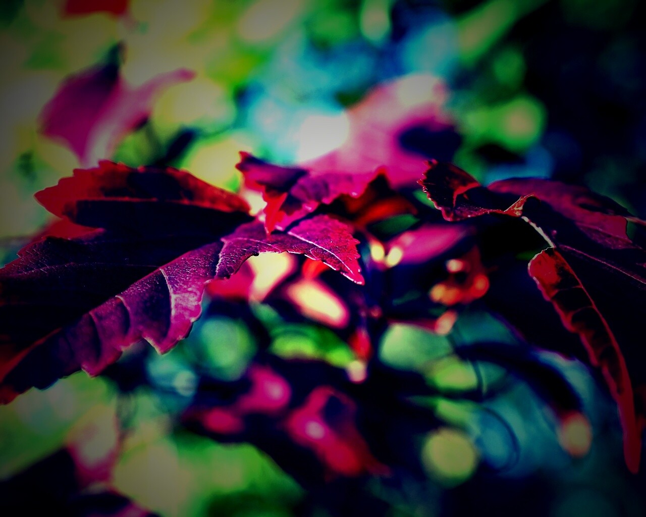 Красивые осенние листья в баговых цветах обои