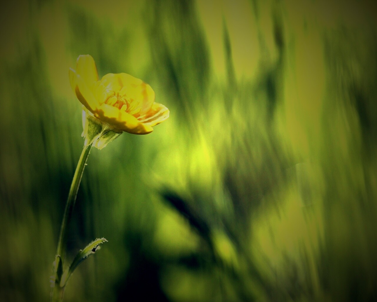 Маленький жёлтый цветочек обои
