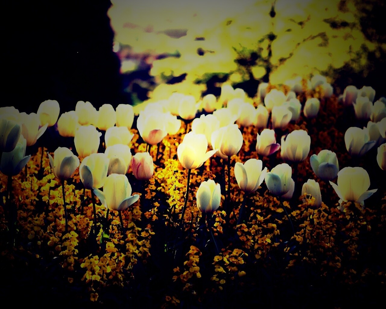 Белые тюльпаны обои