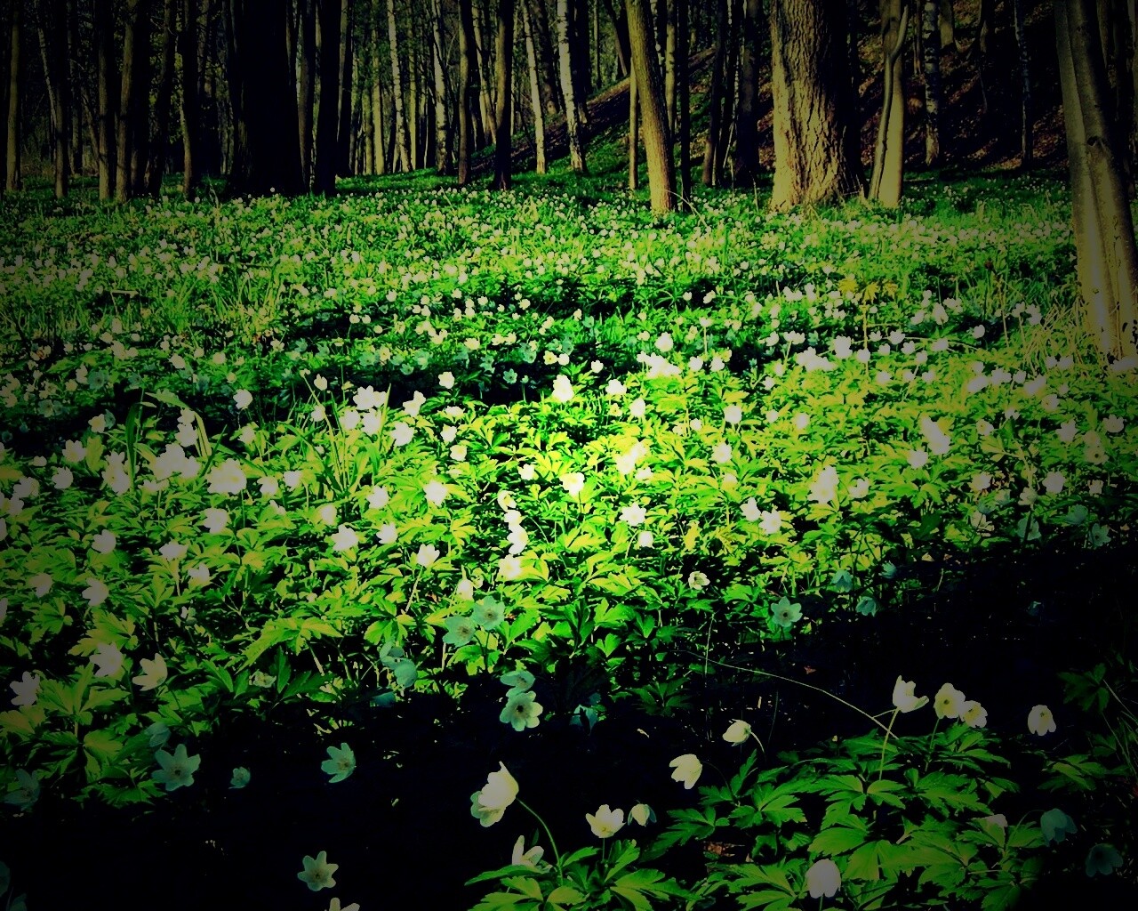 Поляна весенних цветов обои