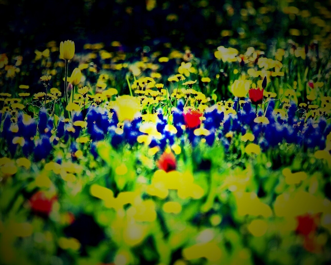 Все краски весны обои