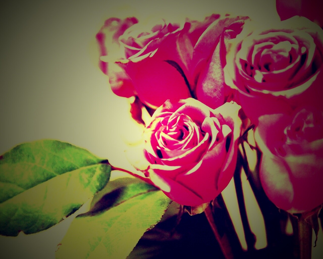 Букет розовых роз обои