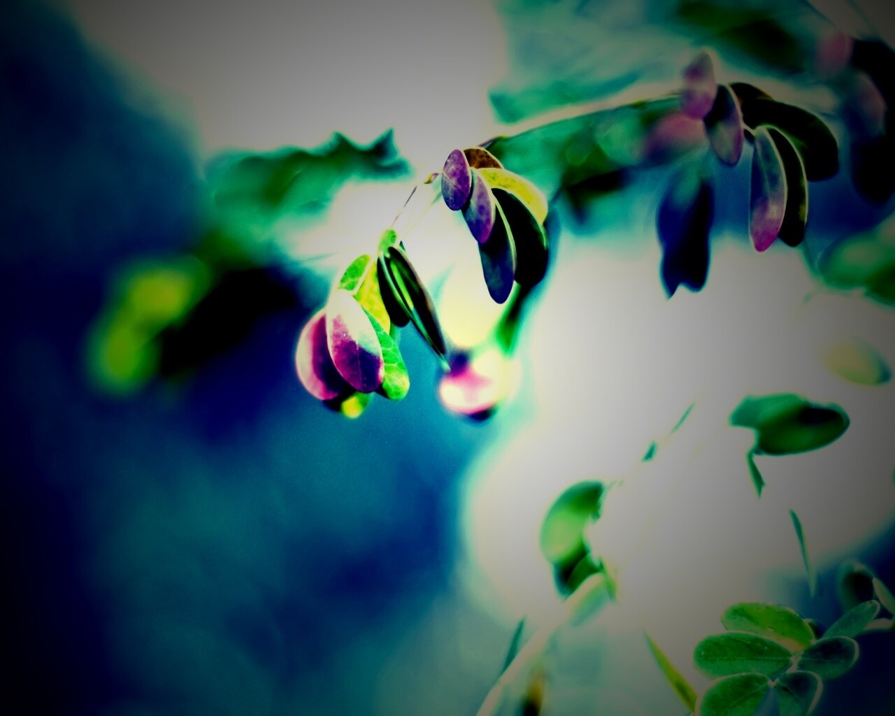 Фиолетовые листья обои