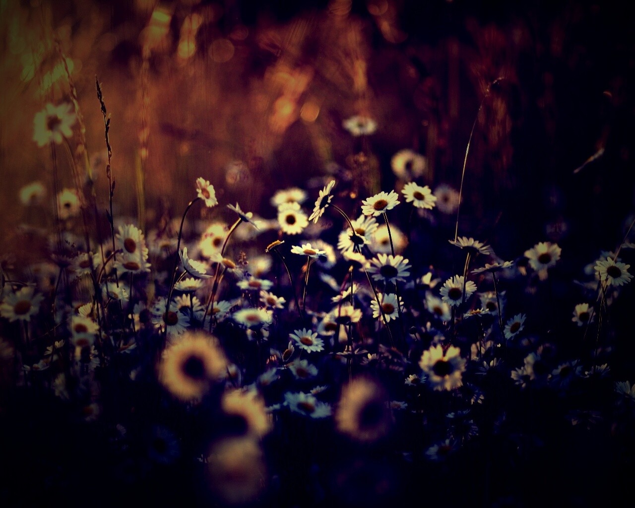 Поле ромашек обои