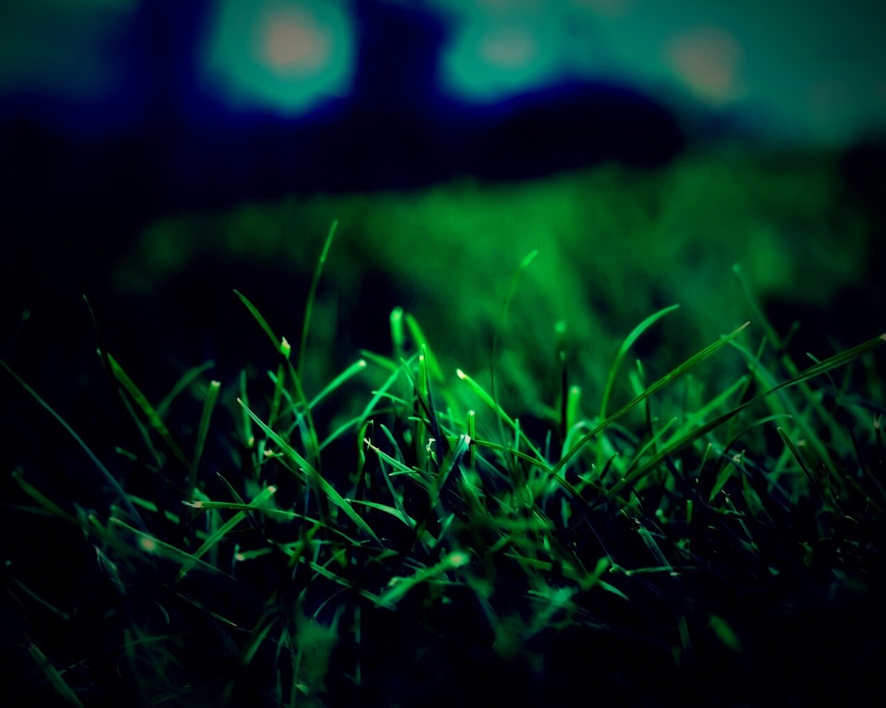 Сочная трава обои