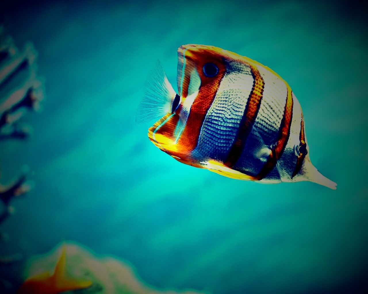 Тропическая рыбка обои