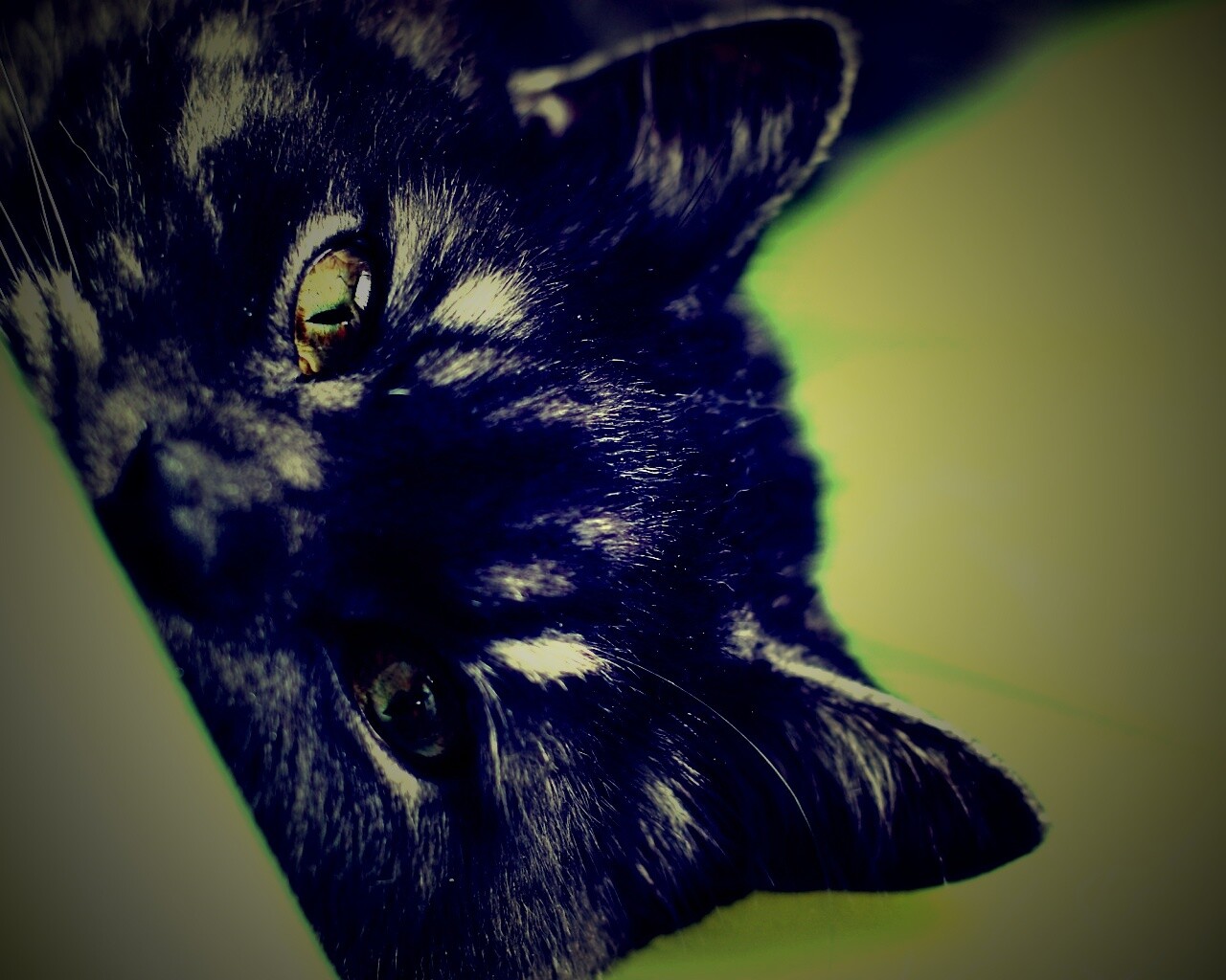 Глаза и уши обои